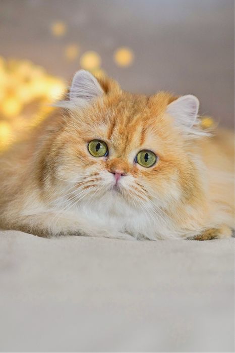 Британская золотая шиншилла