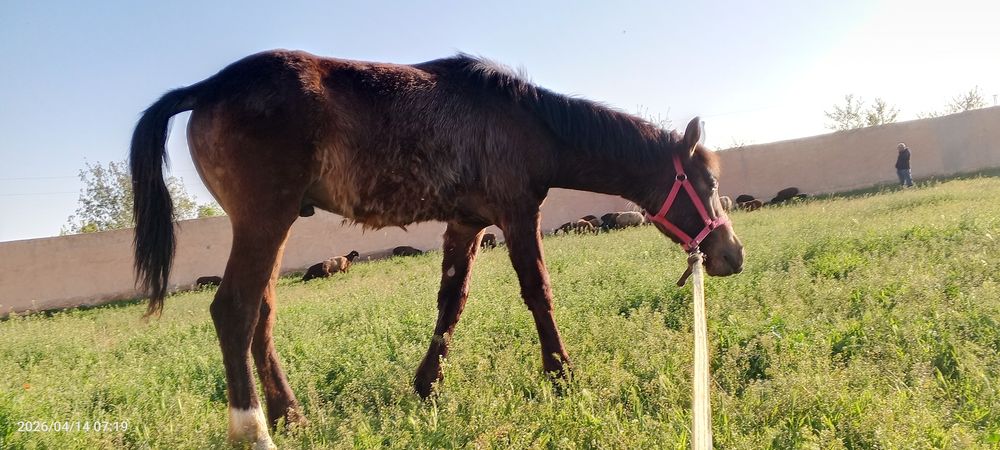 8 oylik toycha sotiladi