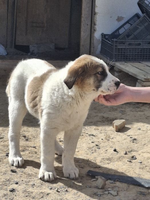 Девочка щенок продаётся СРОЧНО