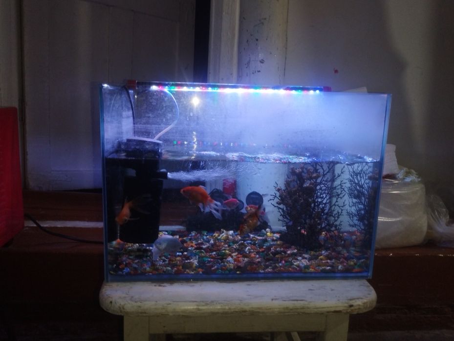 Akvarium baliqlari bilan