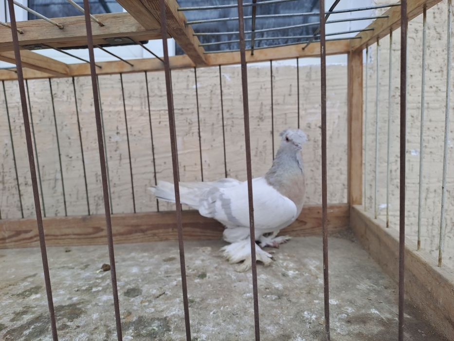 Голубка пепельная игровая