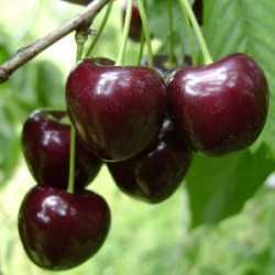 10 pomi fructiferi 160 lei.Cisesi.Piersic.Prun.Mar.Catina.Mur.Aronia.