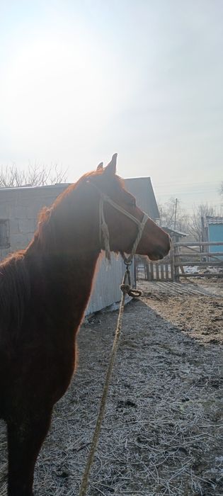 Арап +дончак 1. М