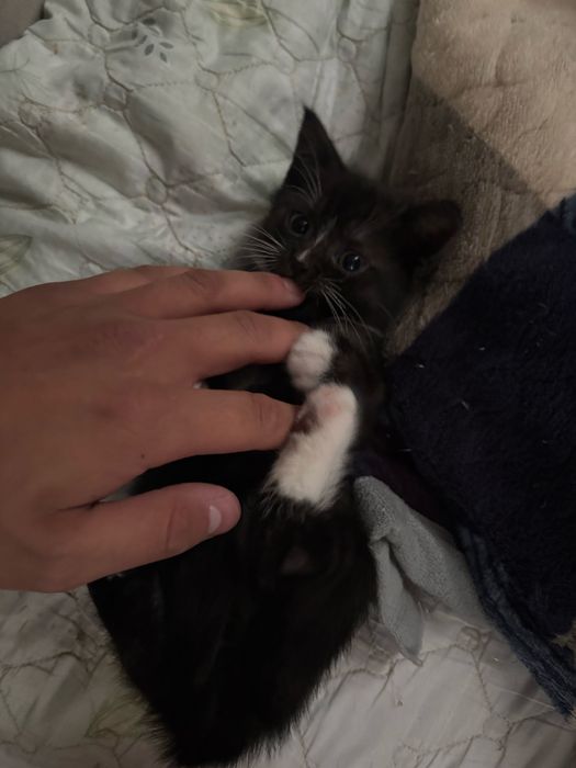 котенок бесплатно