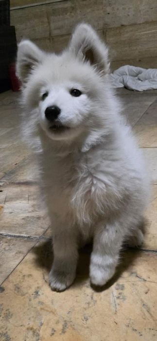 Породисти кученца Самоети