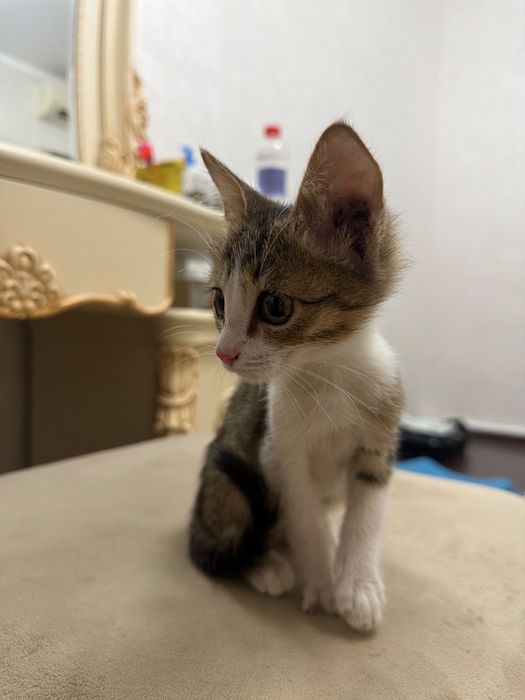 Отдам котенка в добрые руки