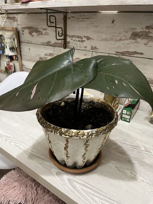 Филодендрон Розовая принцесса