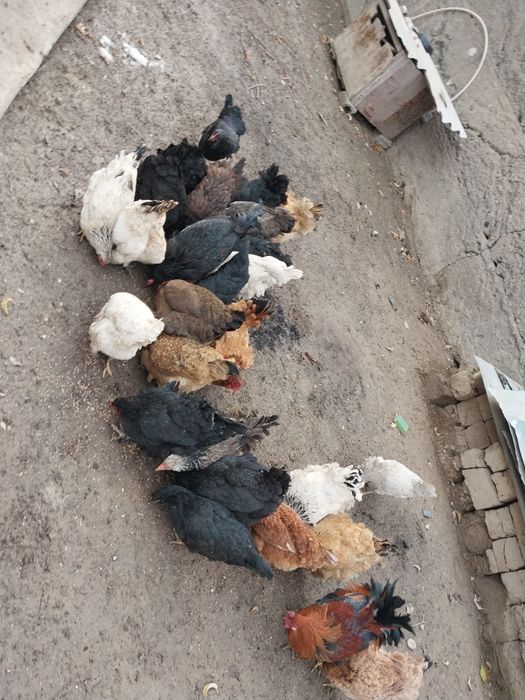 Продаётся кури и петухи