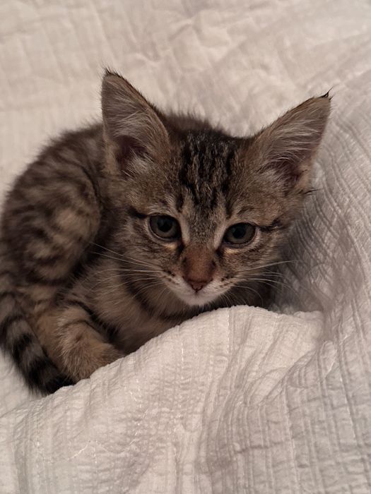 Котенок в добрые руки