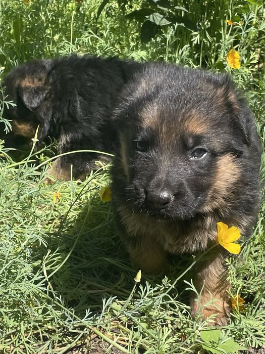 Щенки немецкой овчарки