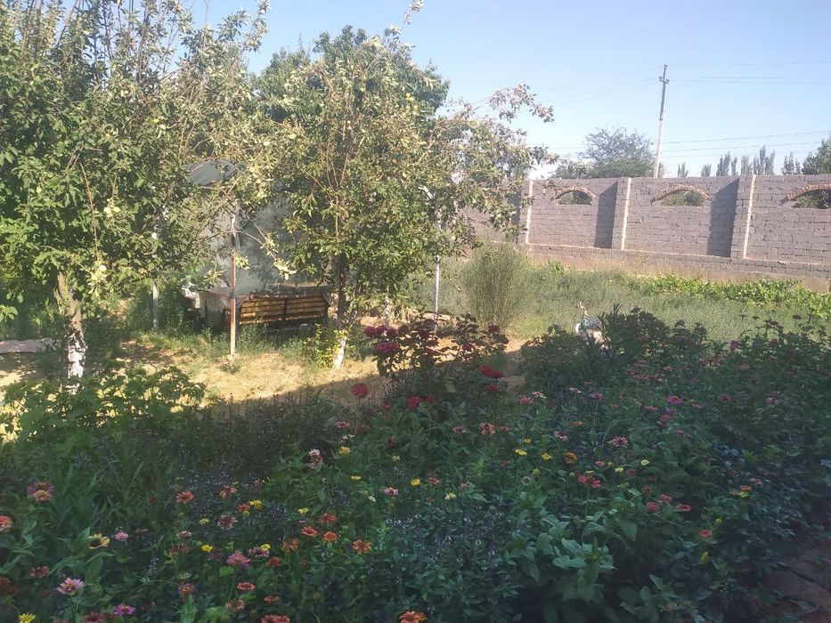 6 sutik hovli hujjatlari bilan sahtapiyoz qishloğida