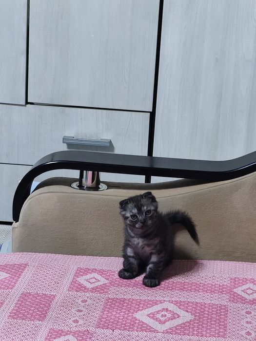 Вислоухая кошечка