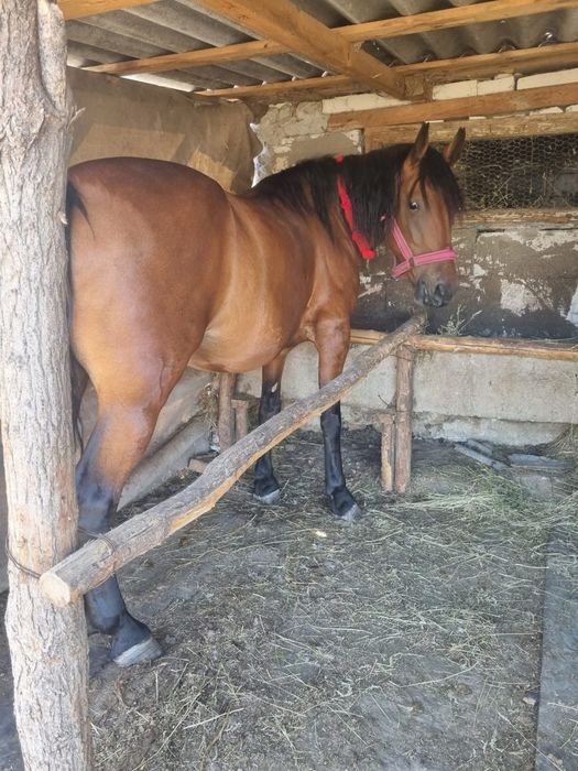 Vand cal si iapa