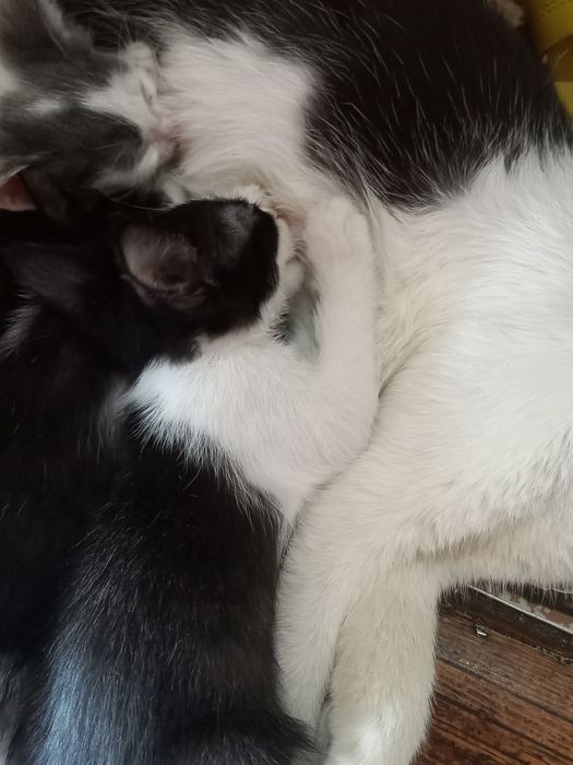 Мушик Текин яхши каридган одам буса берилади