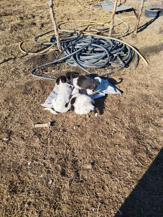 Щенки хорошенькие