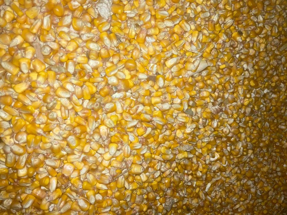 Vând grăunte producție 2025