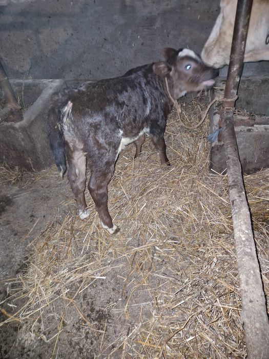 Vitei de lapte  de vanzare