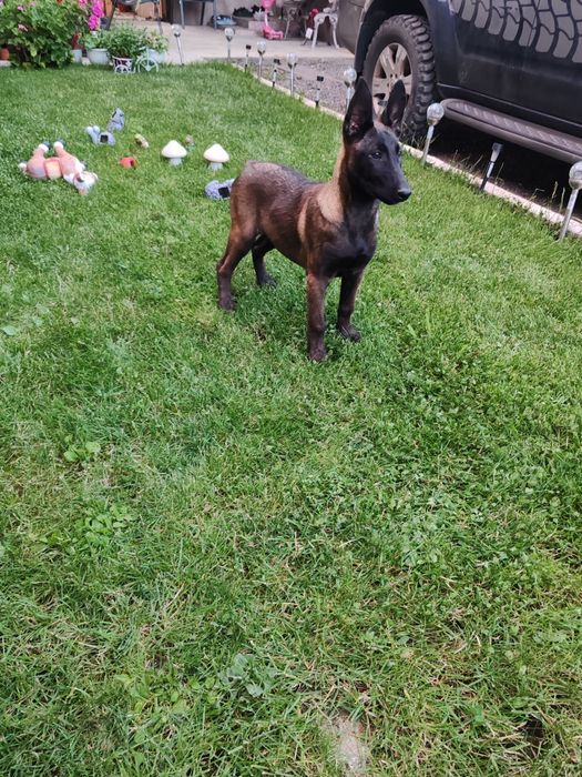 Ciobanesc Belgian Malinois