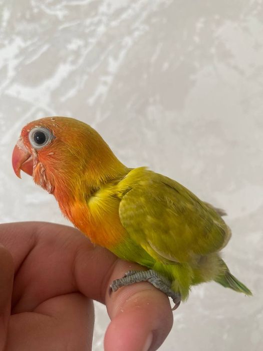Ruchnoy papugay nerazluchka sotiladi