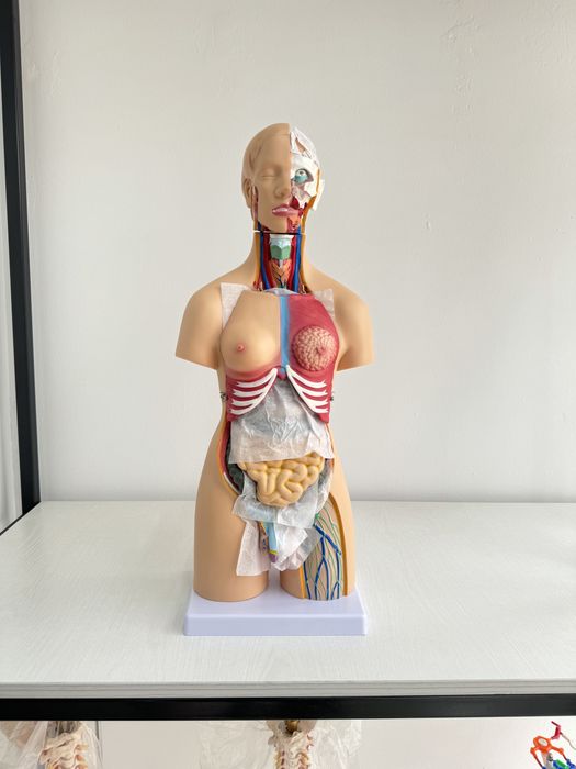 Муляж организма человека анатомические модель тело человека Торс