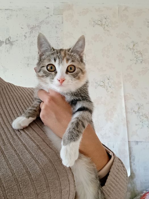 Отдам в добрые руки котенка