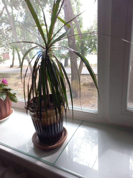 Продам комнатный цветок