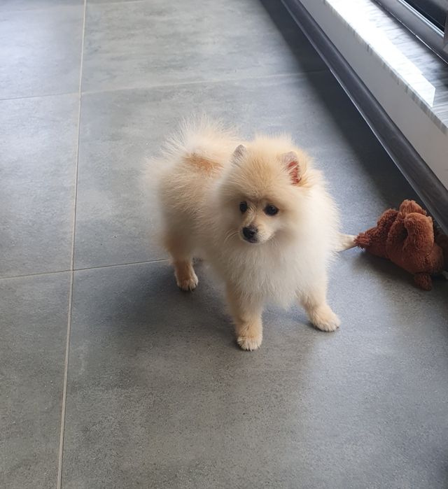 померан померански шпиц