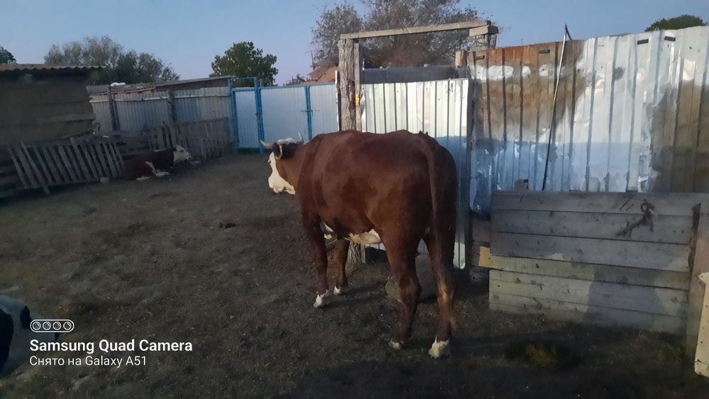 Сиыр жане бір жылдық баспактар сатылады