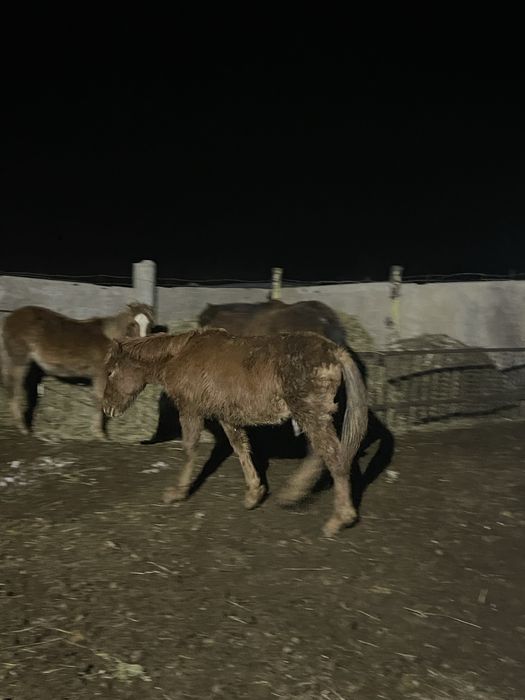 Продам жабагы еркек