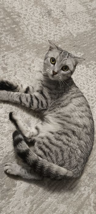 Отдам кошку в добрые руки