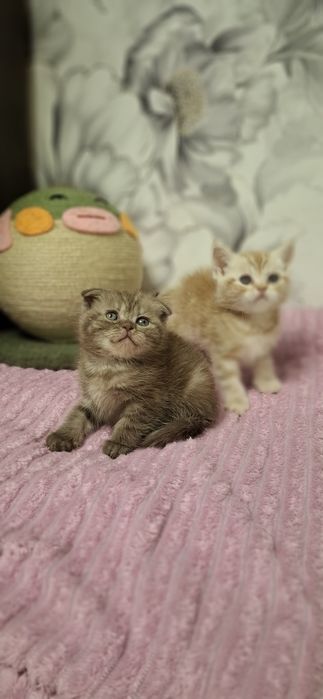 Шотландские скоттиш котята