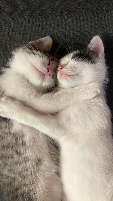 Отдам котят в добрые руки