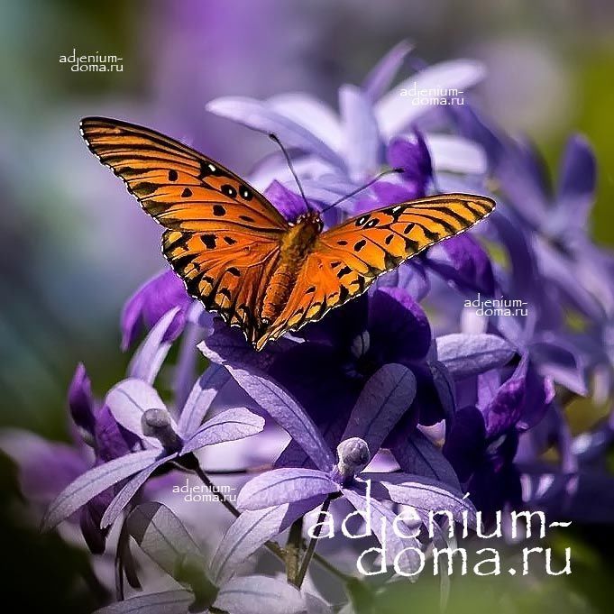 ПЕТРЕЯ - Petrea - декоративное растение