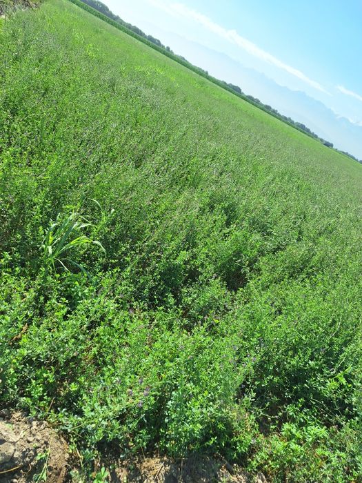 Сено клевер люцерна