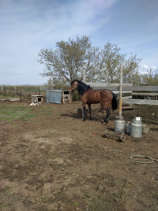 Торы каска Жеребец