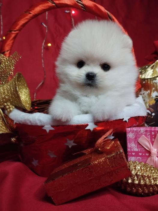 Щенки шпица мини