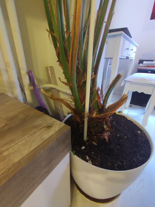 Финикова Палма    много голяма