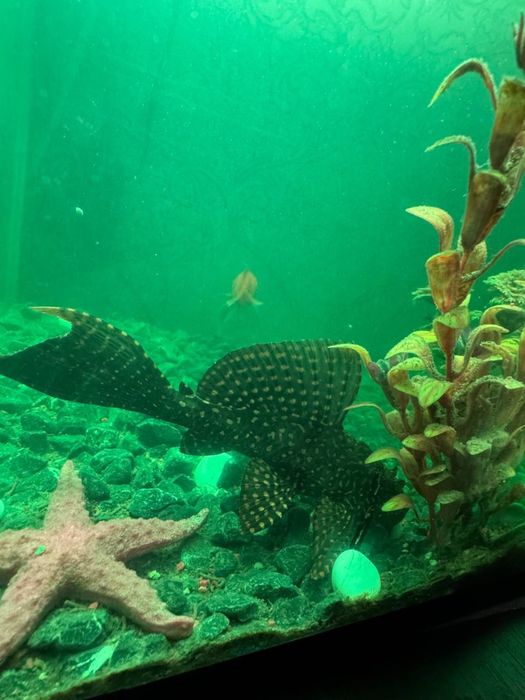 Akvarium baliqlar uchun