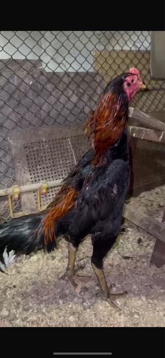 Жужа хороших кровей