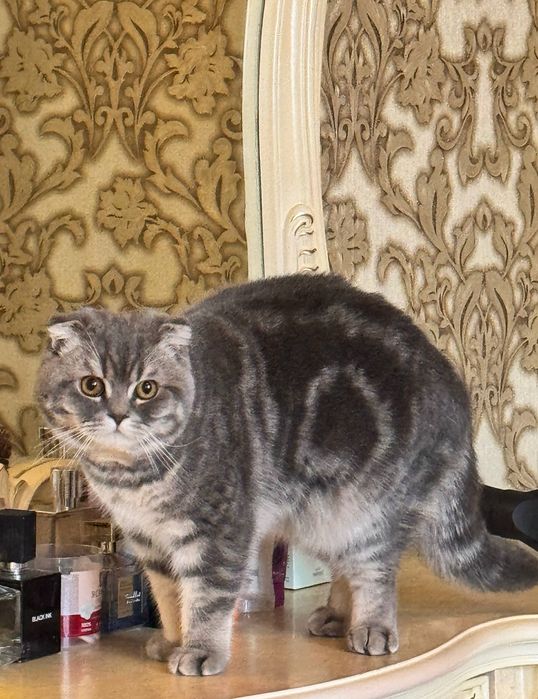 Кошка скоттиш породистая