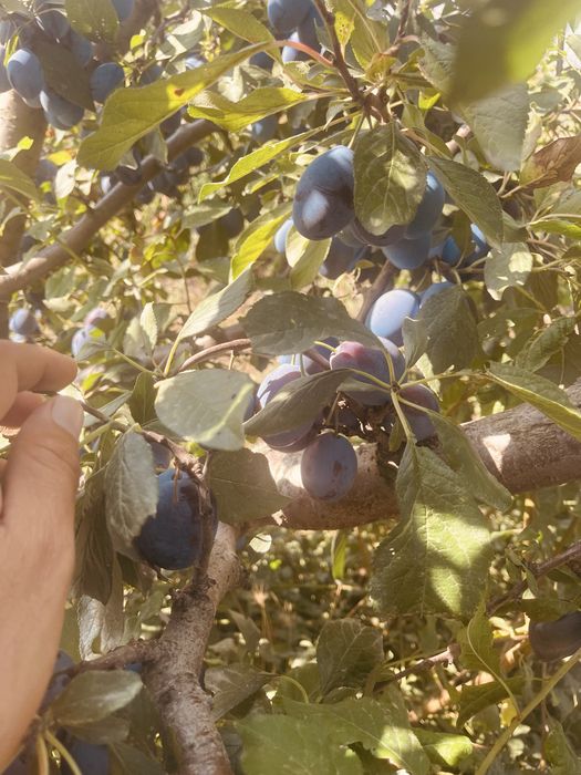 Prune stanley si anashpet