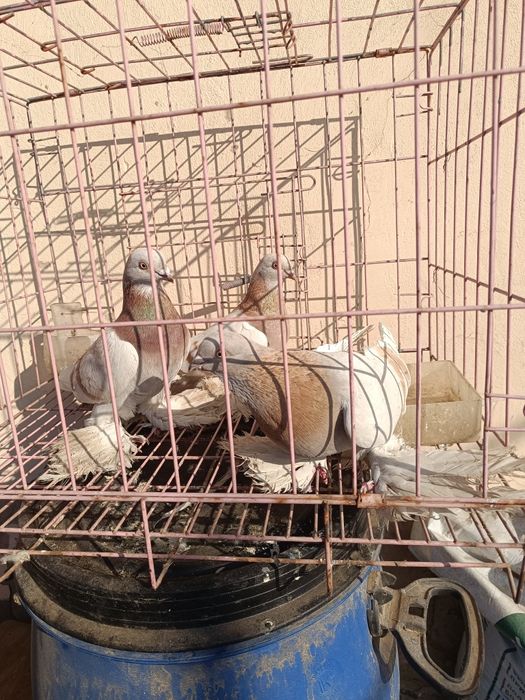 Голуби лохмоногие сиреневые, тасман