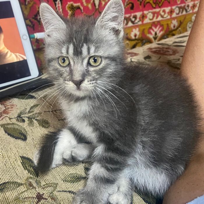 Котенок в добрые руки