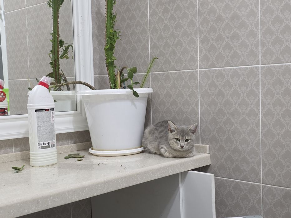 Котенок 3 месяца