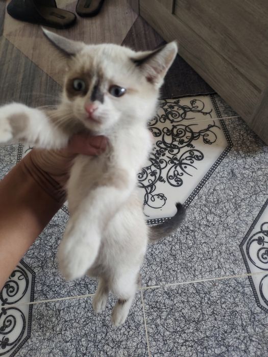 Котята оддам даром