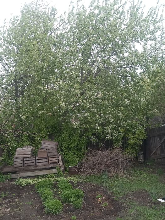 Продам дачу 2 садовое общество