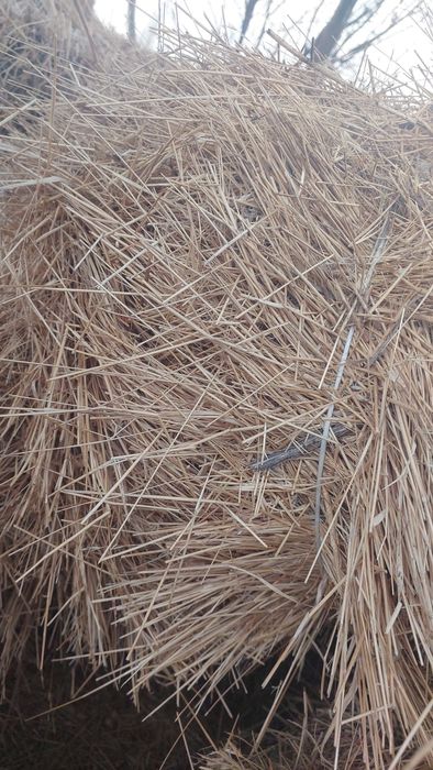 Сена саз шоп майда шөп саздікі