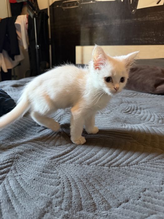Отдам котенка девочку