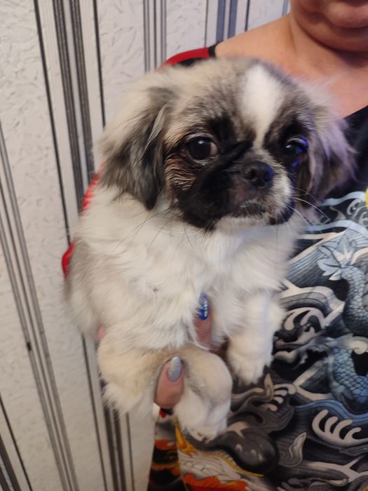 Продаются Щенки Пекинеса