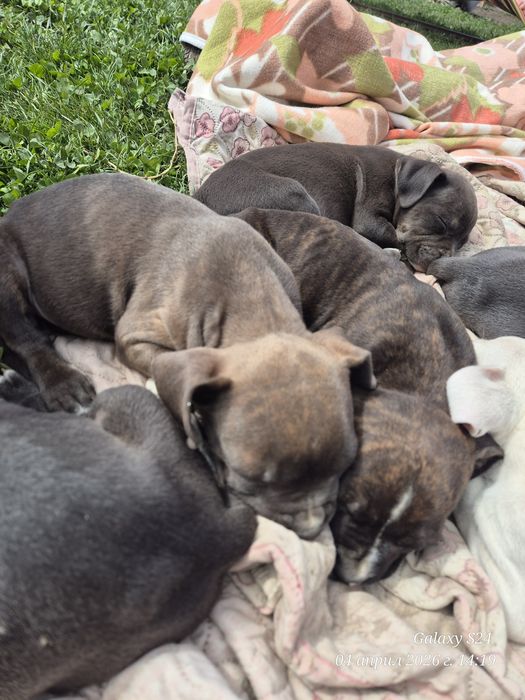 Малки Бебета питбули